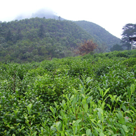 茶園風(fēng)景